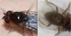 Drosophila sp.